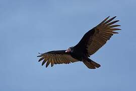 Turkey Vulture