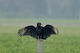 Black Vulture