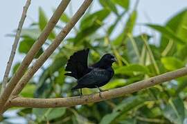 Screaming Cowbird