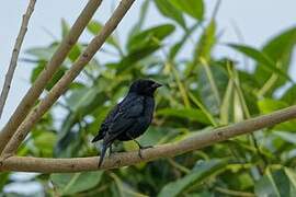 Screaming Cowbird