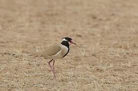 Black-headed Lapwing