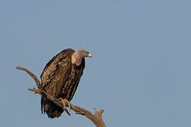 Rüppell's Vulture