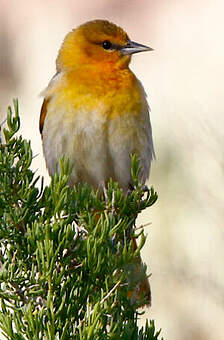 Oriole à Ailes Blanches - Icterus Bullockii