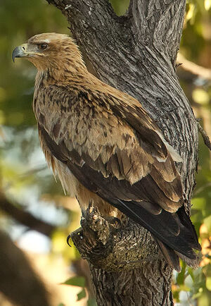 Tawny Eagle : Pictures.