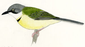 Apalis à collier