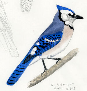 Blue Jay - Cyanocitta cristata