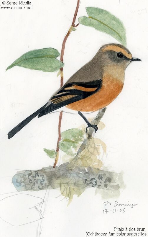Brown-backed Chat-Tyrant - Pictures, page 1