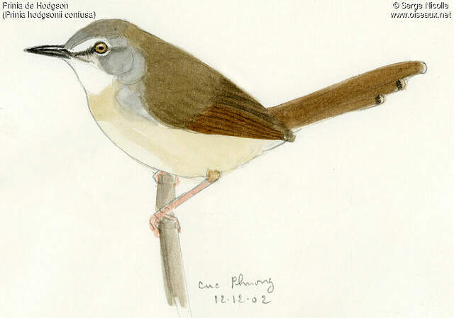 Prinia hodgsonii