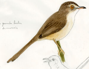 Prinia simple