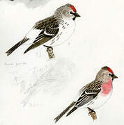 Redpoll