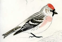 Redpoll