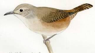 Southern House Wren