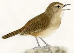 Southern House Wren