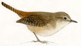 Southern House Wren