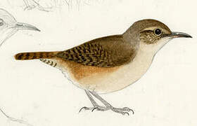 Southern House Wren