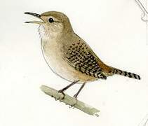 Southern House Wren