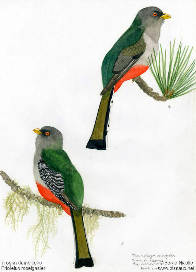 Hispaniolan Trogon Priotelus Roseigaster Seni139793