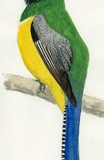 Trogon de Cabanis