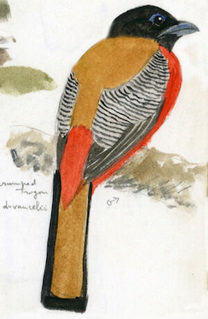 Trogon de Duvaucel