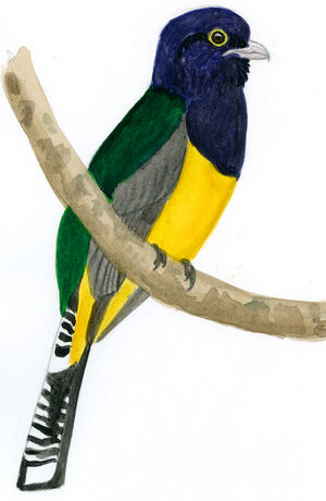 Guianan Trogon Trogon Violaceus