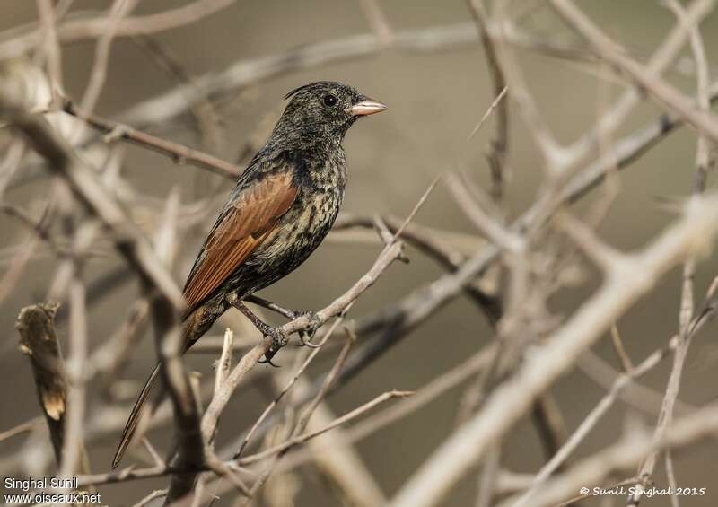 Crested Bunting male First year, identification