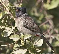 Red-vented Bulbul