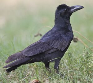 Corbeau indien