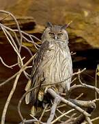 Dusky Eagle-Owl