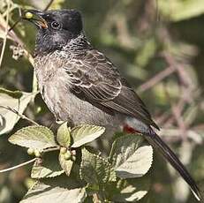 Bulbul à ventre rouge