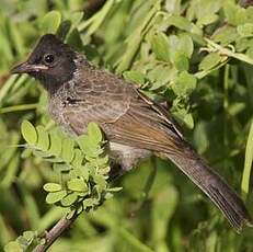 Bulbul à ventre rouge