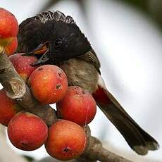 Bulbul à ventre rouge