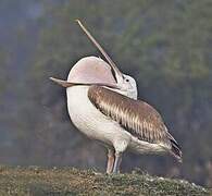 Spot-billed Pelican