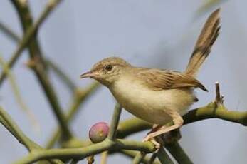 Prinia délicate