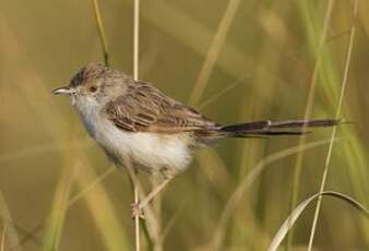 Prinia délicate