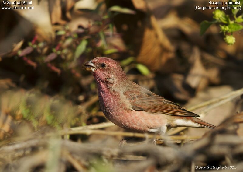 Common Rosefinch male adult, identification, Reproduction-nesting