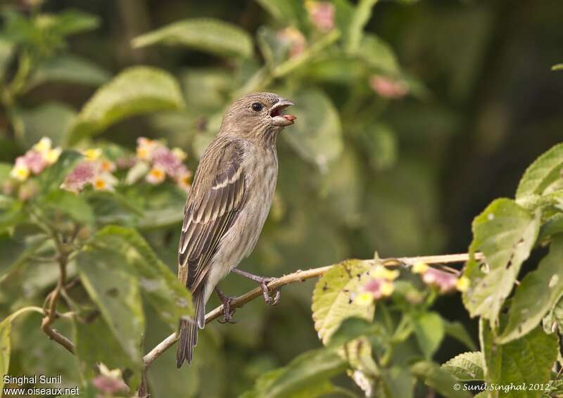 Common Rosefinch female adult, feeding habits, eats