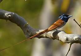 Indian Paradise Flycatcher