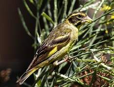 Yellow-breasted Greenfinch