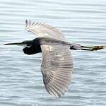 Aigrette des récifs