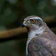 Eurasian Goshawk