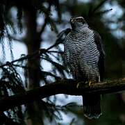 Eurasian Goshawk