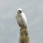 Variable Goshawk