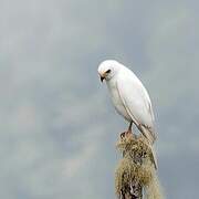 Variable Goshawk