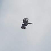 Long-tailed Honey Buzzard