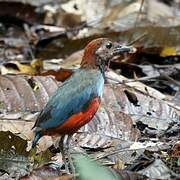 Papuan Pitta