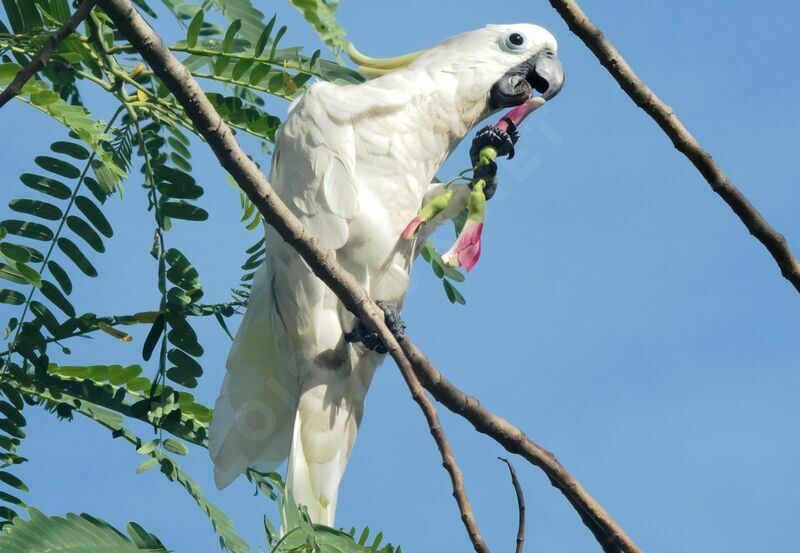 Sulphur-crested Cockatooadult, eats