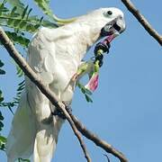 Sulphur-crested Cockatoo