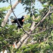 Blyth's Hornbill