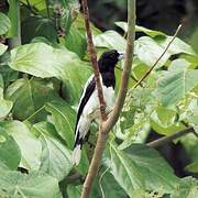 Hooded Butcherbird