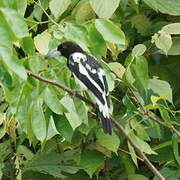 Hooded Butcherbird